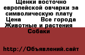 Щенки восточно европейской овчарки за символическую плату › Цена ­ 250 - Все города Животные и растения » Собаки   